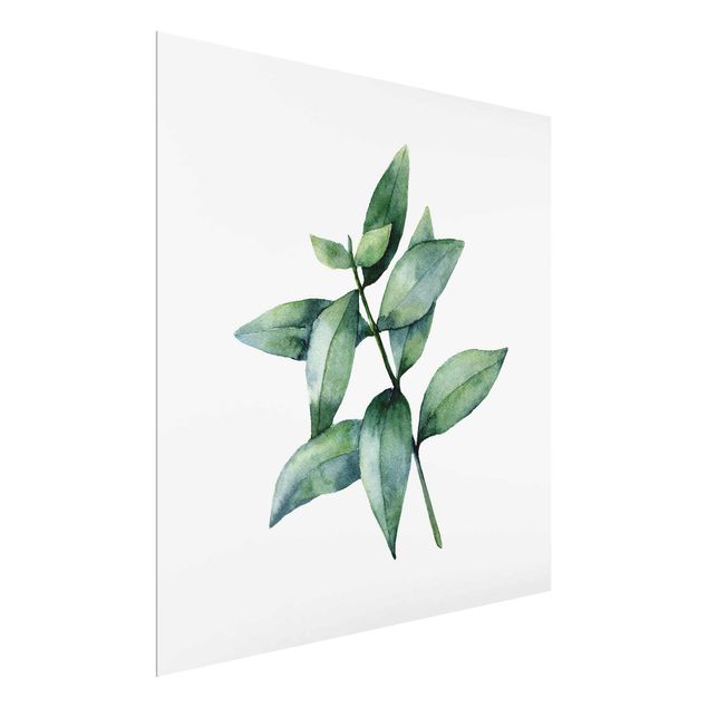 Glasbilder Aquarell Eucalyptus III