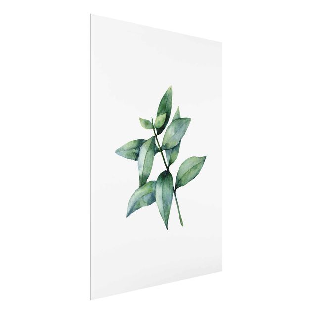 Bilder auf Glas Aquarell Eucalyptus III