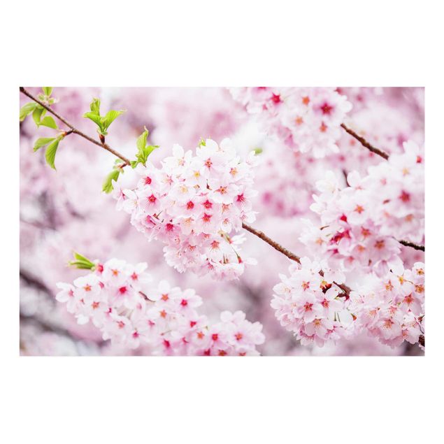 Glasbild - Japanische Kirschblüten - Querformat 3:2