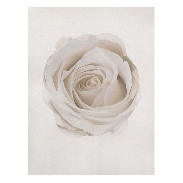 Leinwandbild - Wasserfarben - Pretty White Rose - Hochformat 4:3