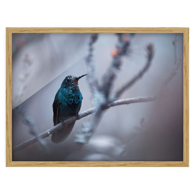 Bilder Kolibri im Winter