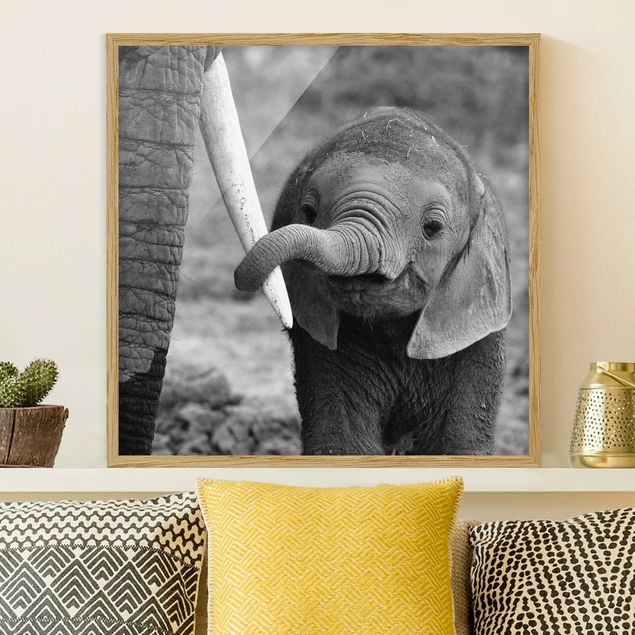 Moderne Bilder mit Rahmen Elefantenbaby