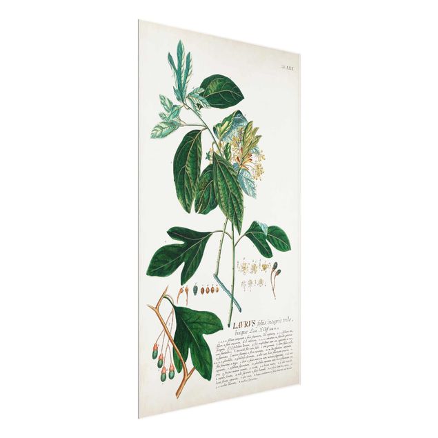 Glasbilder Vintage Botanik Illustration Lorbeer