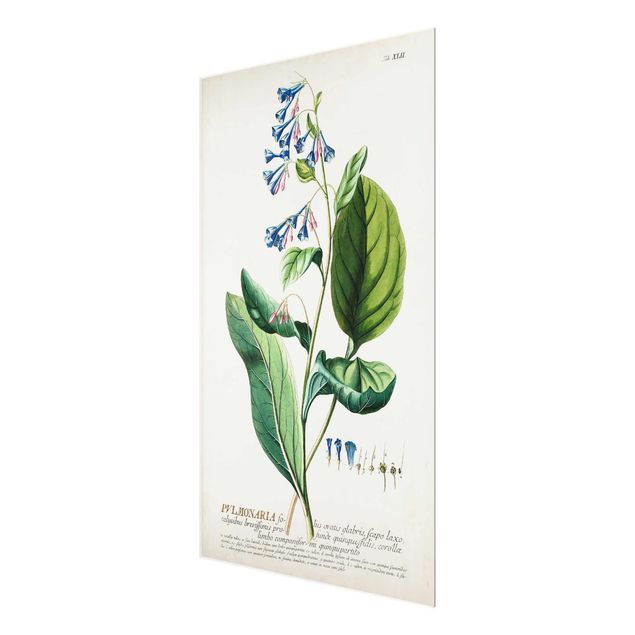 Glasbild - Vintage Botanik Illustration Lungenkraut - Hochformat 3:2