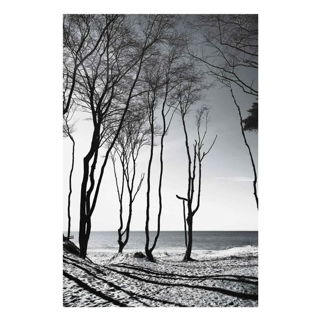 Glasbilder Bäume an der Ostsee
