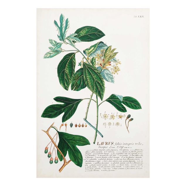 Glasbild - Vintage Botanik Illustration Lorbeer - Hochformat 3:2