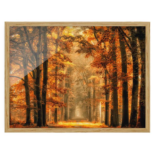schöne Bilder Märchenwald im Herbst