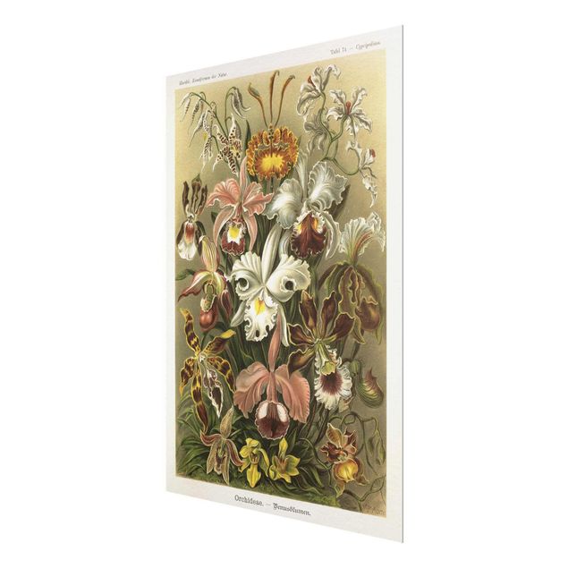 Glasbild - Vintage Lehrtafel Orchidee - Hochformat 4:3