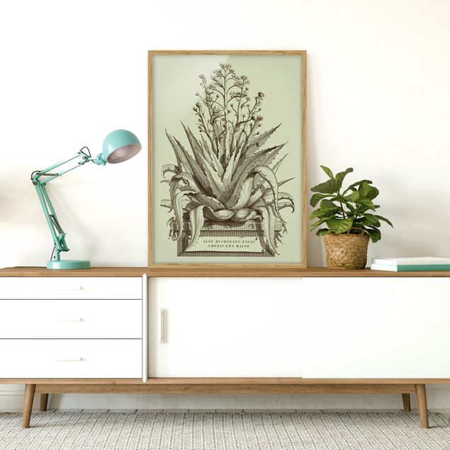 Moderne Bilder mit Rahmen Vintage Aloe Vera Americana Major