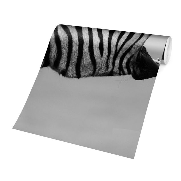 Tapete selbstklebend Brüllendes Zebra II