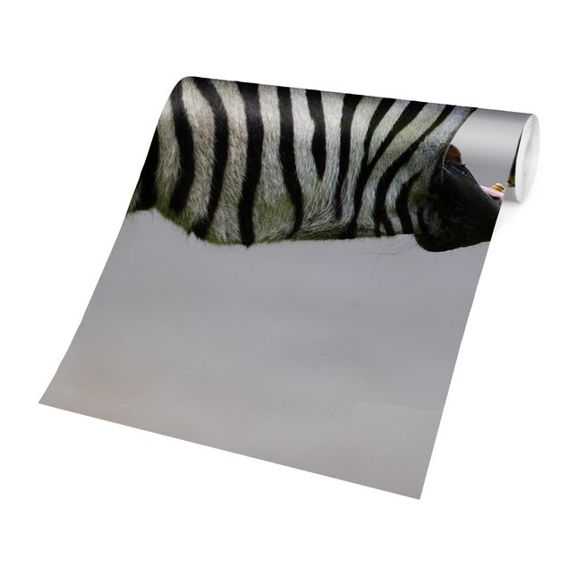Fototapete selbstklebend Brüllendes Zebra