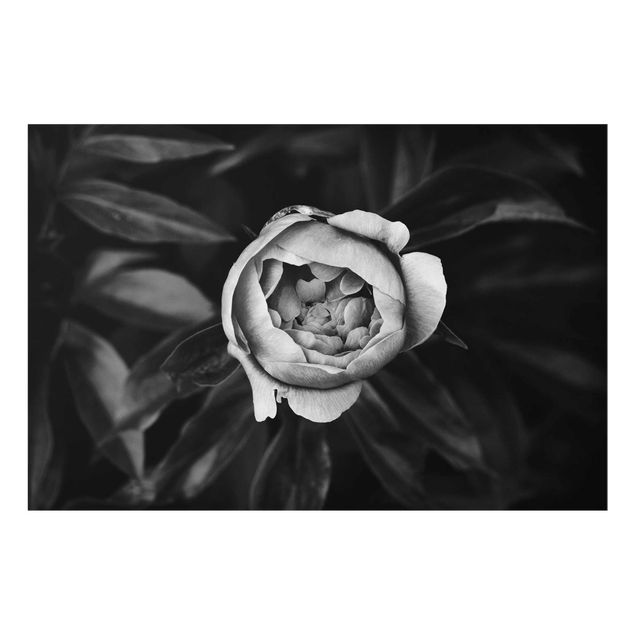 Wandbilder Pfingstrosenblüte vor Blättern Schwarz Weiß