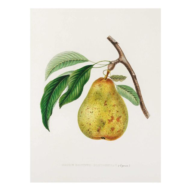 Glasbild - Botanik Vintage Illustration Gelbe Birne - Hochformat 4:3