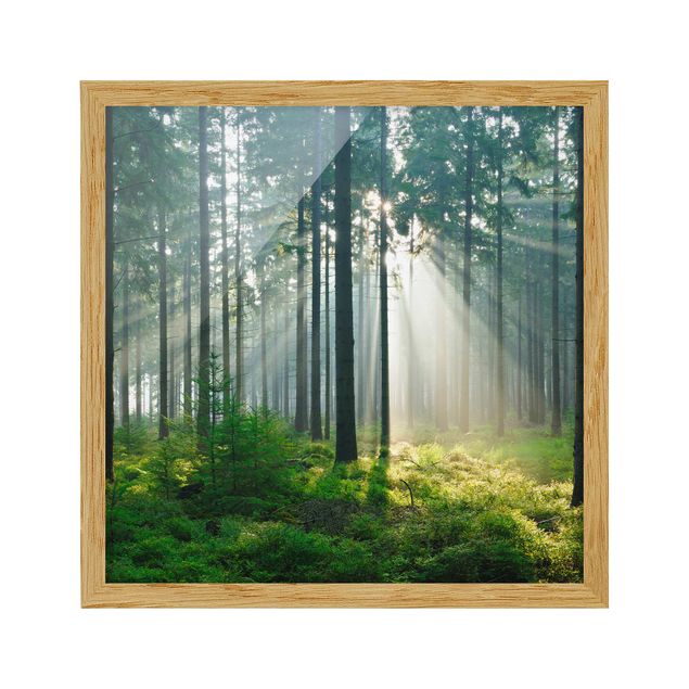 gerahmte Bilder Enlightened Forest