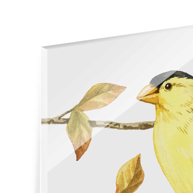 Glasbild - Vögel und Beeren - Goldzeisig - Quadrat 1:1