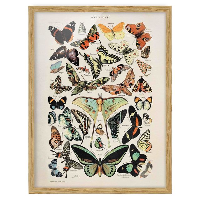Wandbilder Vintage Lehrtafel Schmetterlinge und Falter