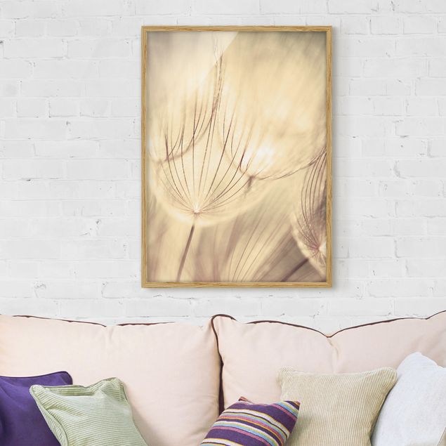 Moderne Bilder mit Rahmen Pusteblumen Nahaufnahme in wohnlicher Sepia Tönung