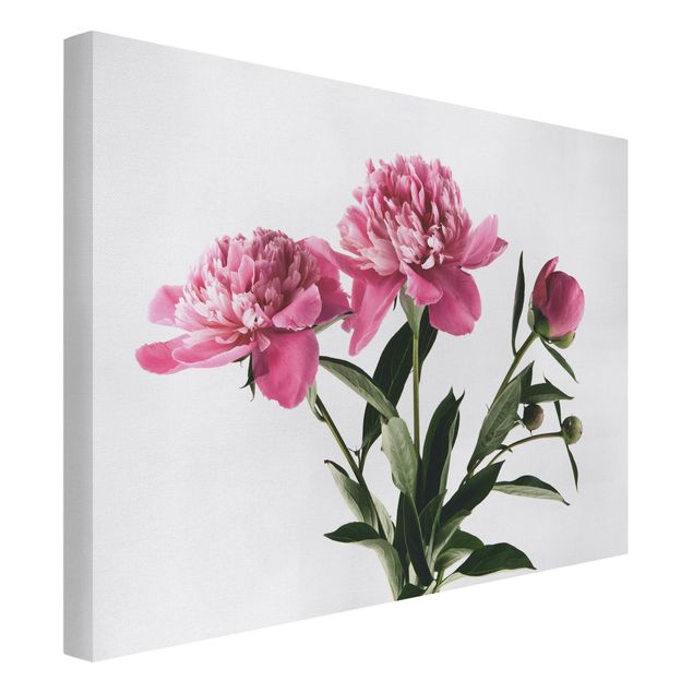 Leinwandbilder kaufen Blüten und Knospen Pink auf Weiß