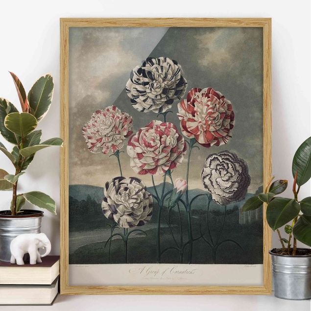 Moderne Bilder mit Rahmen Botanik Vintage Illustration Blaue und rote Nelken