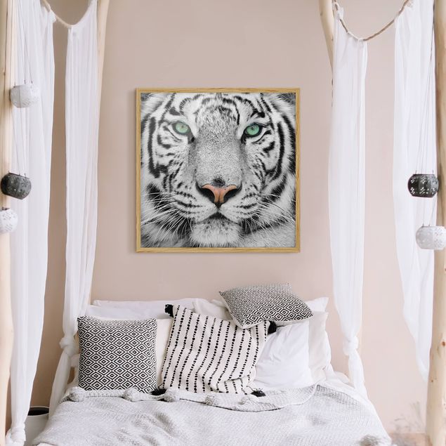 Tiere Bilder mit Rahmen Weißer Tiger