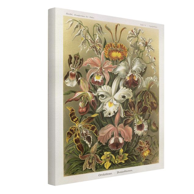 Leinwandbild - Vintage Lehrtafel Orchidee - Hochformat 4:3