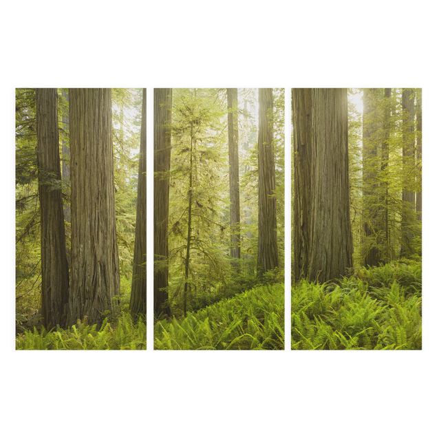 Leinwandbilder Redwood State Park Waldblick