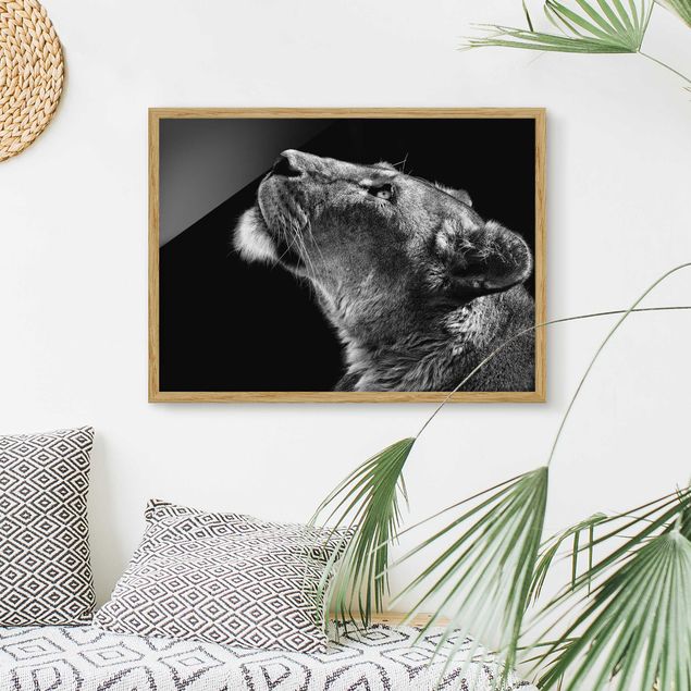 Tiere Bilder mit Rahmen Portrait einer Löwin