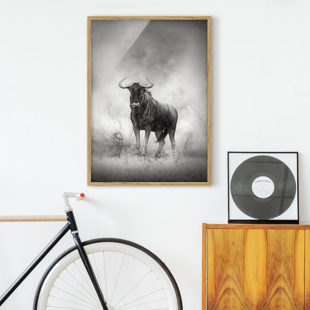 Tiere Bilder mit Rahmen Staring Wildebeest