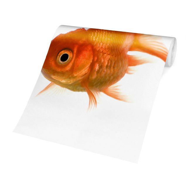 Fototapete selbstklebend Colourful Fish
