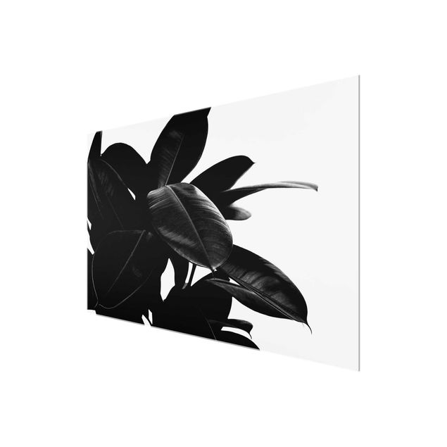 Bilder auf Glas Gummibaum Blätter Schwarz Weiß