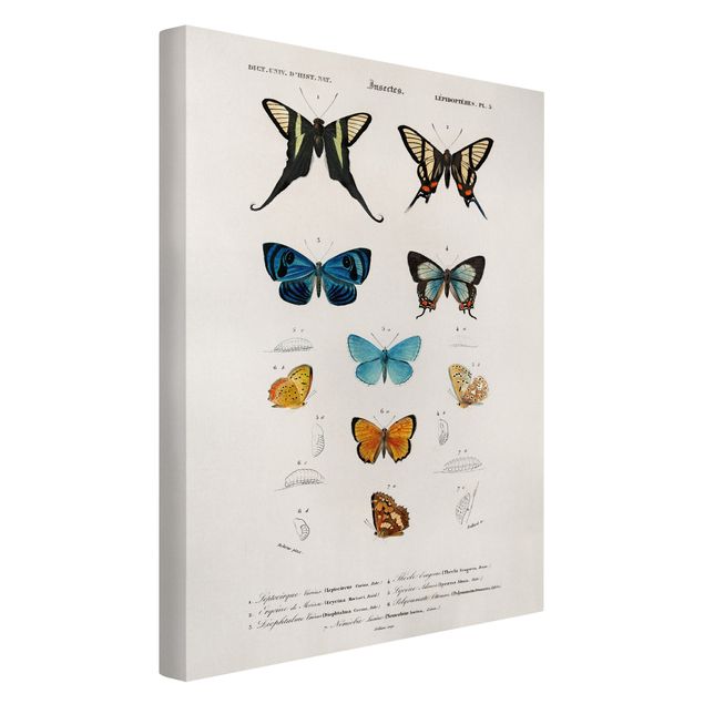 Leinwandbild - Vintage Lehrtafel Schmetterlinge I - Hochformat 3:2