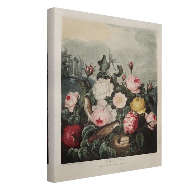 Wandbilder Botanik Vintage Illustration Rosen