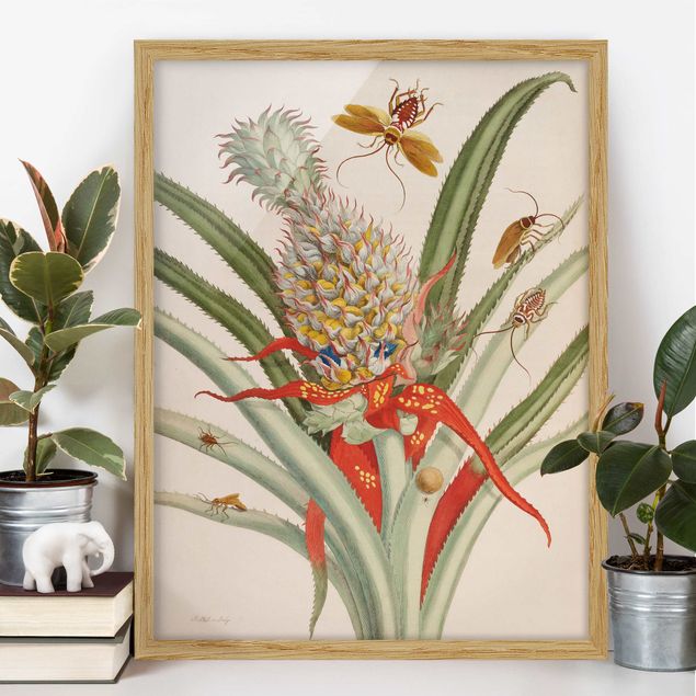 Gerahmte Kunstdrucke Anna Maria Sibylla Merian - Ananas mit Insekten