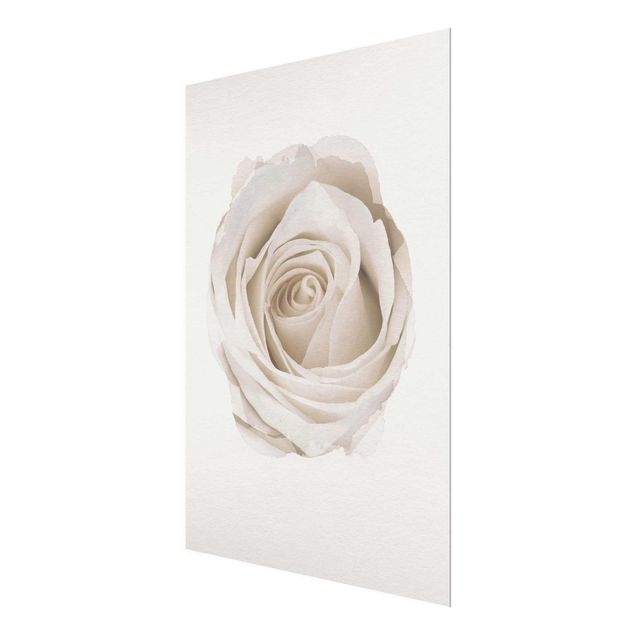 Glasbild - Wasserfarben - Pretty White Rose - Hochformat 4:3