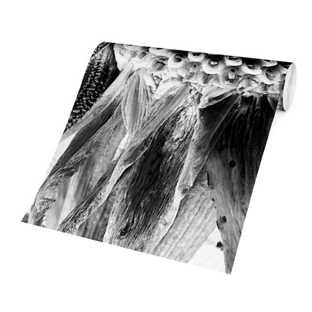Fototapete selbstklebend Dandelion Close Up Schwarz-Weiß