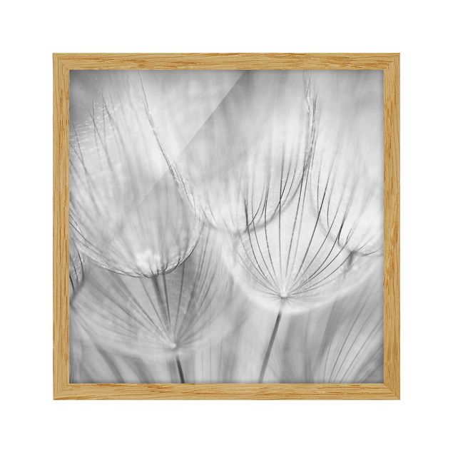 Bilder Pusteblumen Makroaufnahme in schwarz weiß