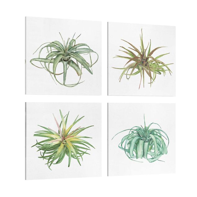 Leinwandbild 4-teilig - Luftpflanze Aquarell Set I
