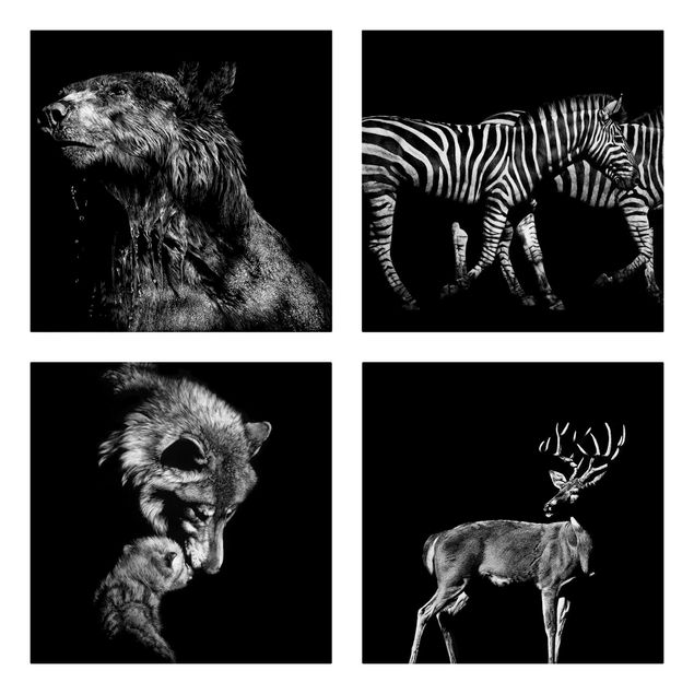 Leinwandbilder Wildtiere vor Schwarz Set I