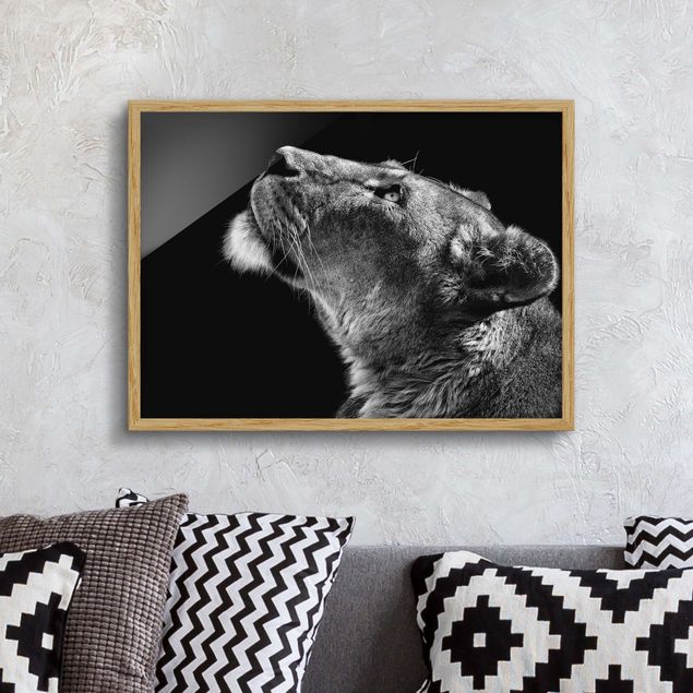 Moderne Bilder mit Rahmen Portrait einer Löwin