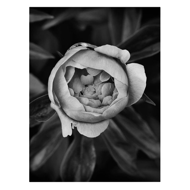 Leinwandbilder kaufen Pfingstrosenblüte vor Blättern Schwarz Weiß