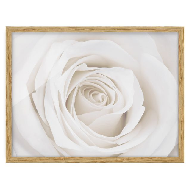 Wandbilder mit Rahmen Pretty White Rose