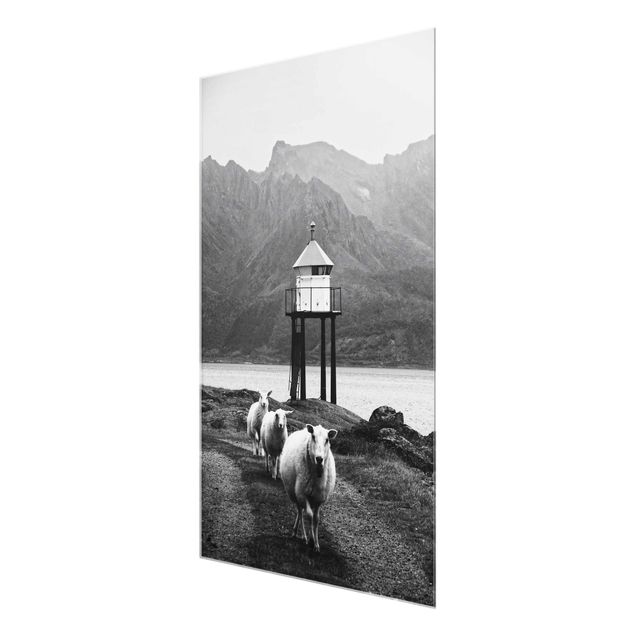 Glasbild - Drei Schafe auf den Lofoten - Hochformat