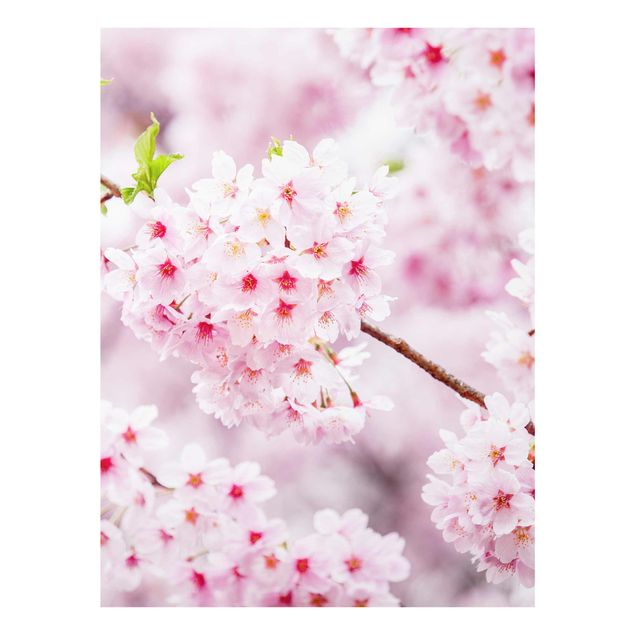 Glas Wandbilder Japanische Kirschblüten