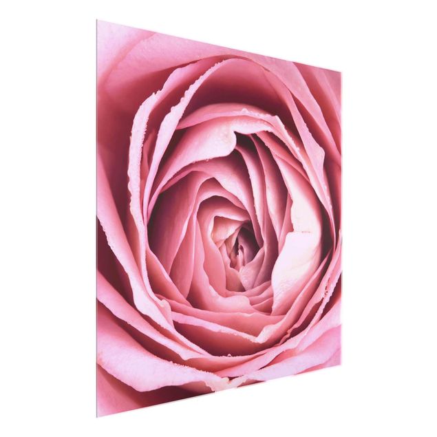 schöne Bilder Rosa Rosenblüte
