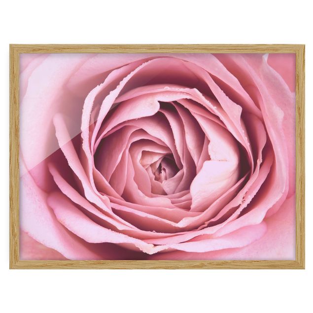 Bilder mit Rahmen Rosa Rosenblüte