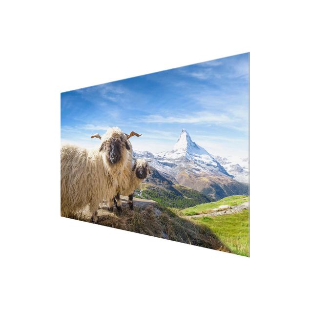 Glasbild - Schwarznasenschafe von Zermatt - Querformat 3:2
