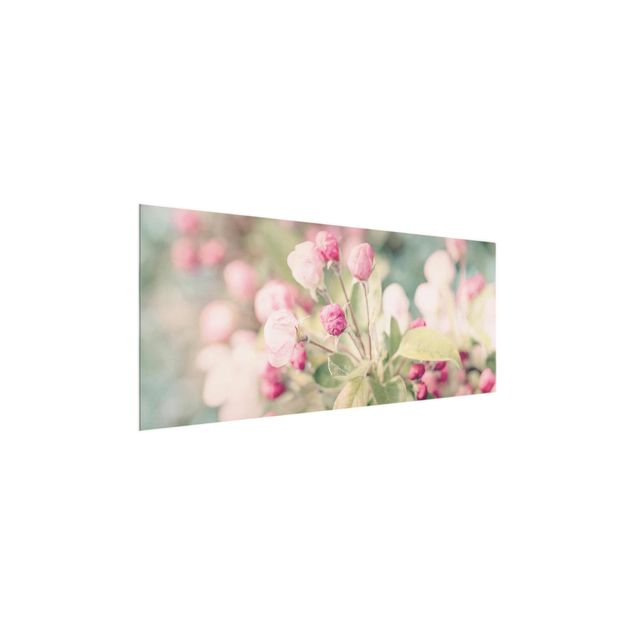 Glasbilder Apfelblüte Bokeh rosa