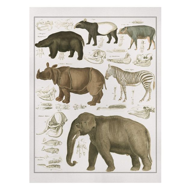 Leinwandbild - Vintage Lehrtafel Elefant, Zebra und Nashorn - Hochformat 4:3