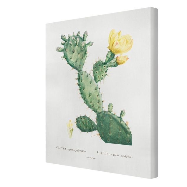 Leinwandbild - Botanik Vintage Illustration Kaktus mit gelber Blüte - Hochformat 4:3
