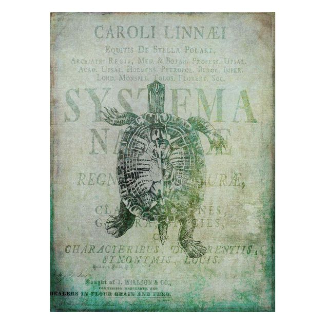 Leinwandbilder kaufen Vintage Collage - Antike Schildkröte